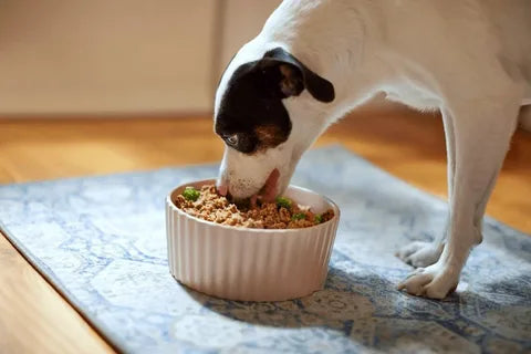 Healthy pet food NZ for dogs, cats, puppies, and kittens