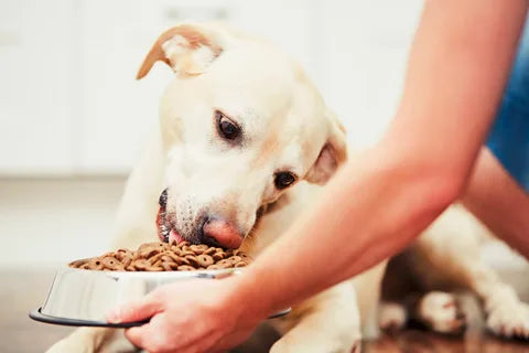 Best dog food NZ healthy options for puppies adults and senior dogs