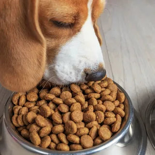 Affordable healthy dog food in a bowl for a happy pet