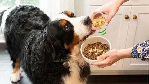 Healthy dog eating nutritious dog food for better pet health and nutrition