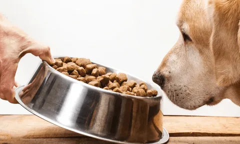 healthy dog eating dry and canned pet food from bowl